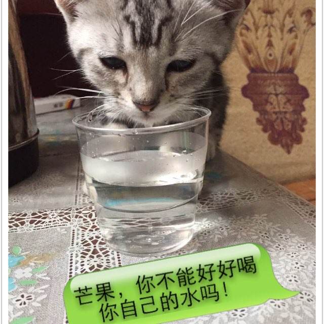 在部队没有高中毕业证能考军校吗?证